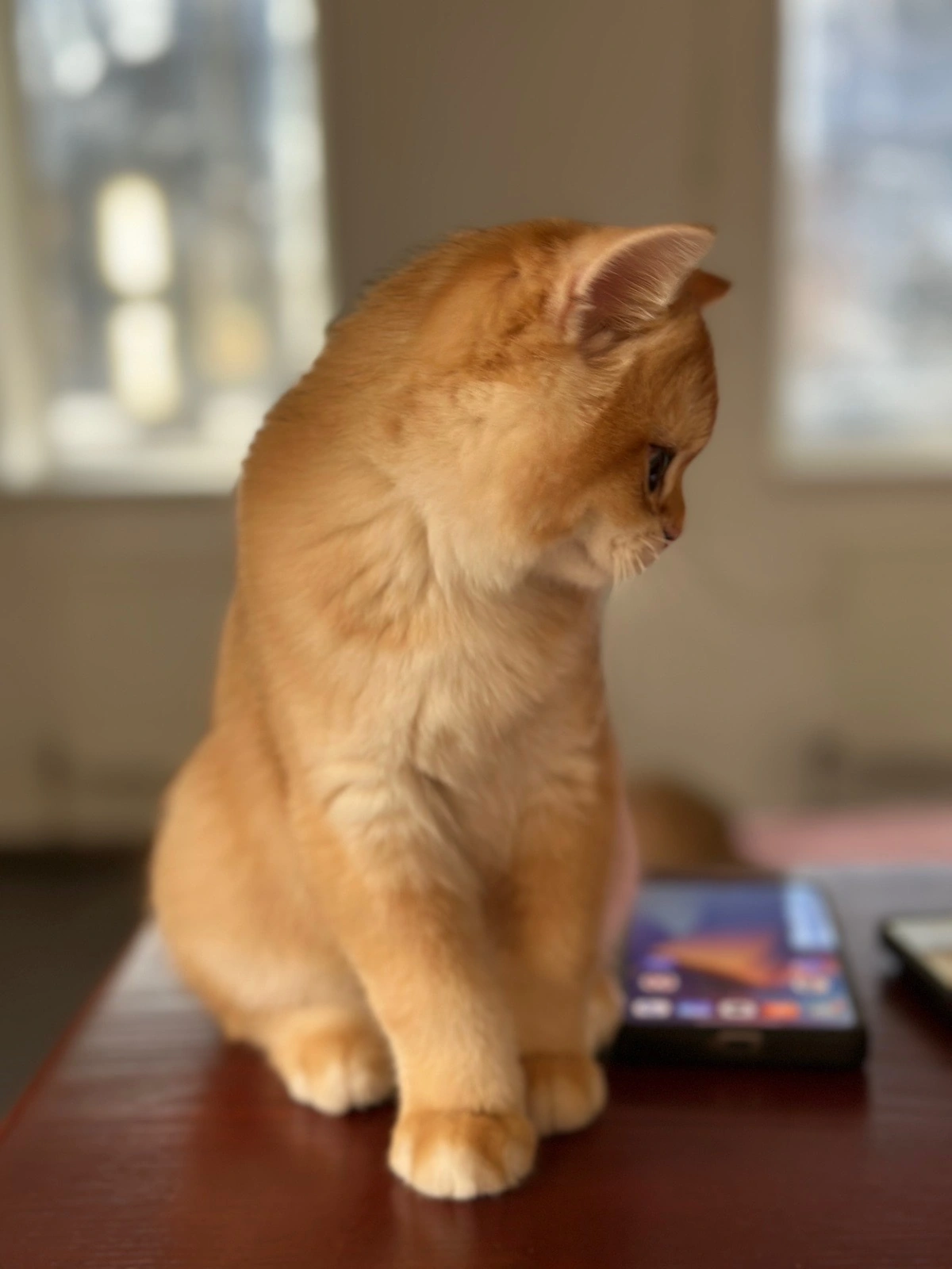 Our golden Scottish Straight cat beside the window in our family home
