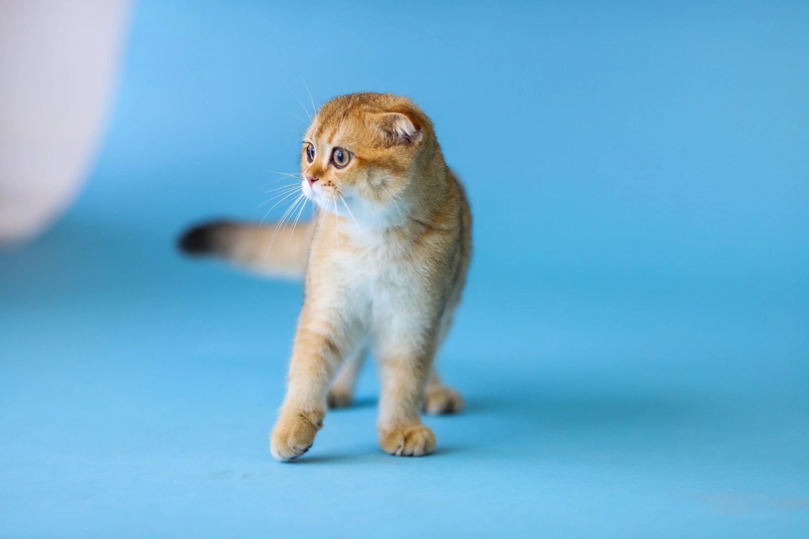 Our real Scottish cat taking an interested step during a studio photograph
