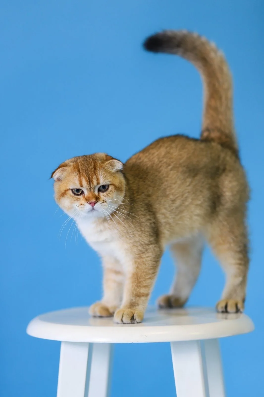 Blue studio — real Sun Dandelion cat