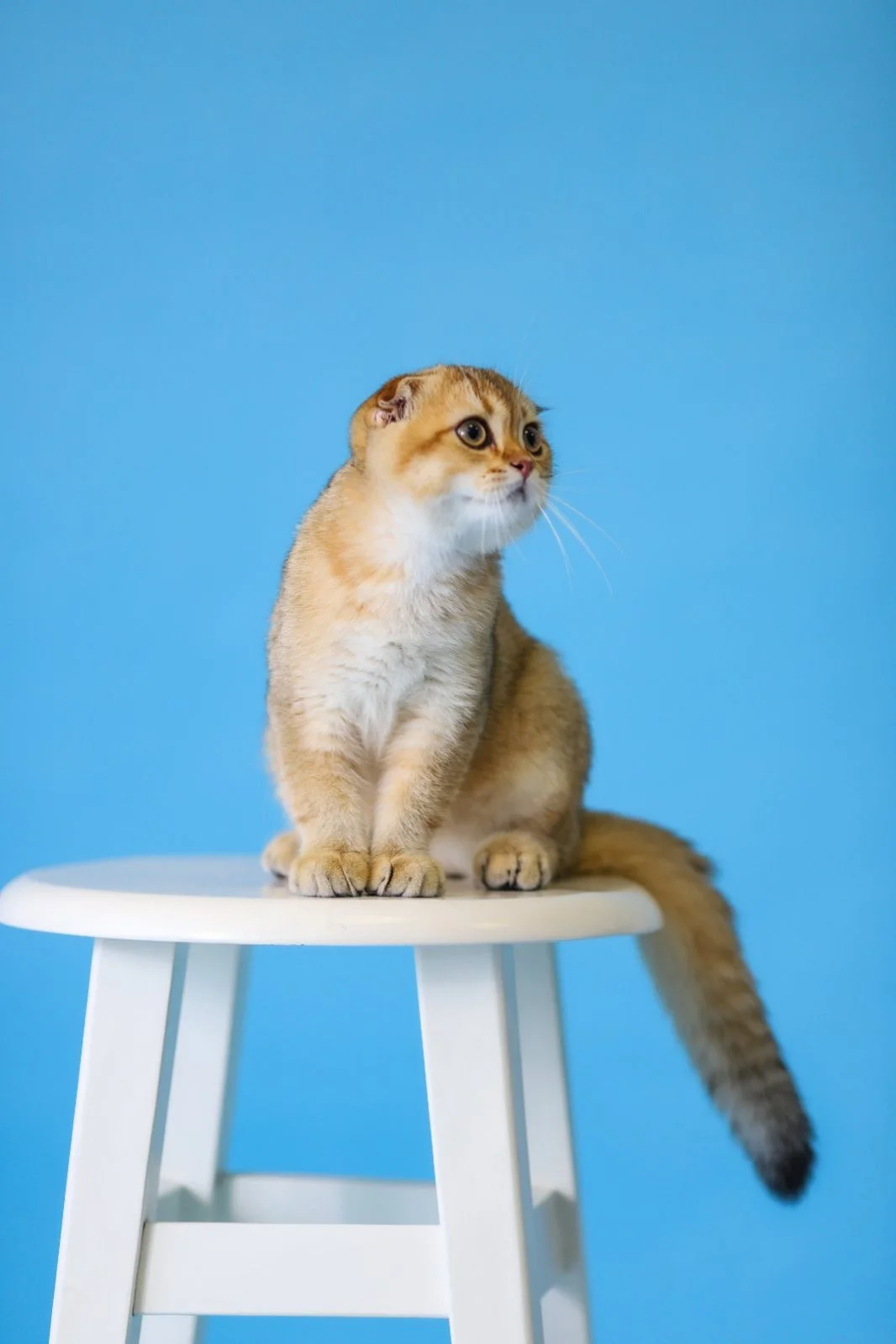Real professional blue-studio portrait of a Sun Dandelion cat
