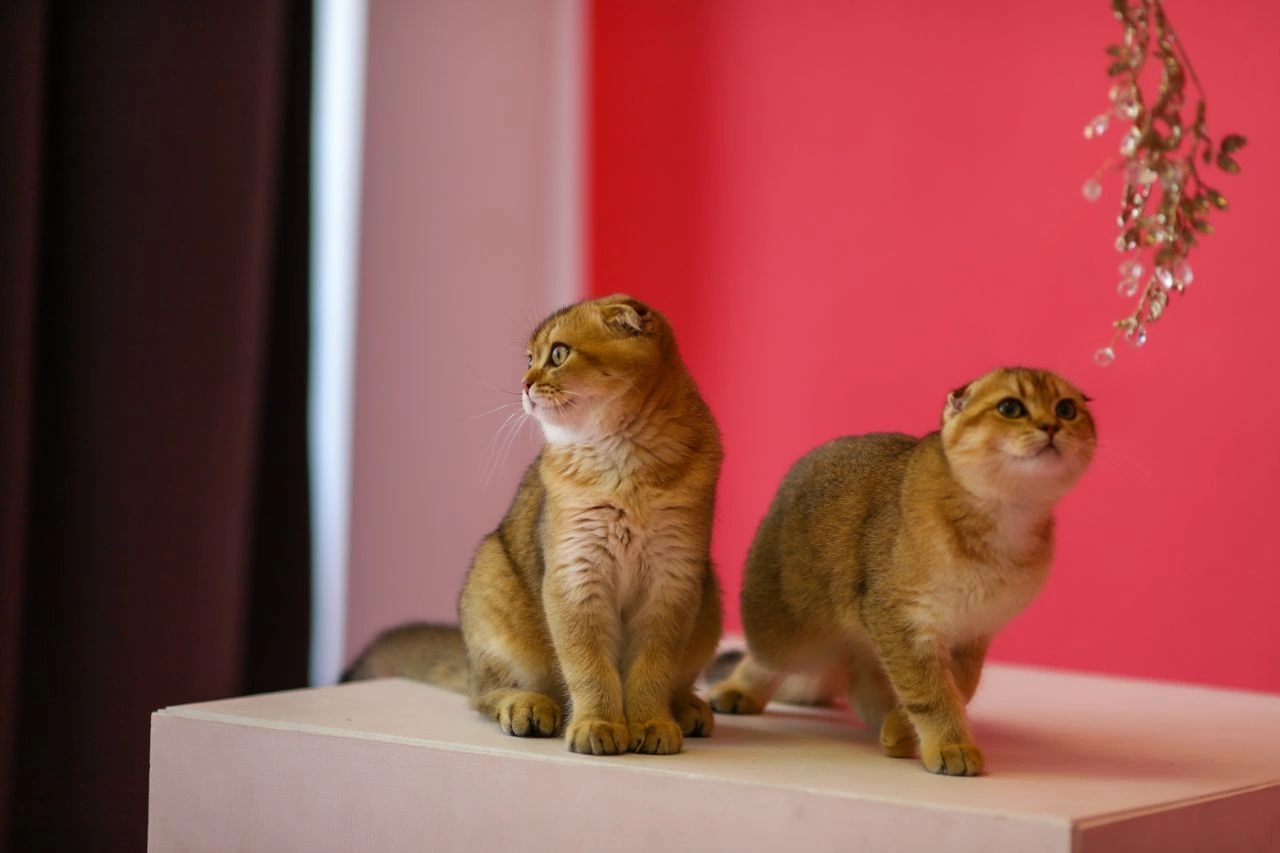Two of our real Scottish cats photographed together in the studio