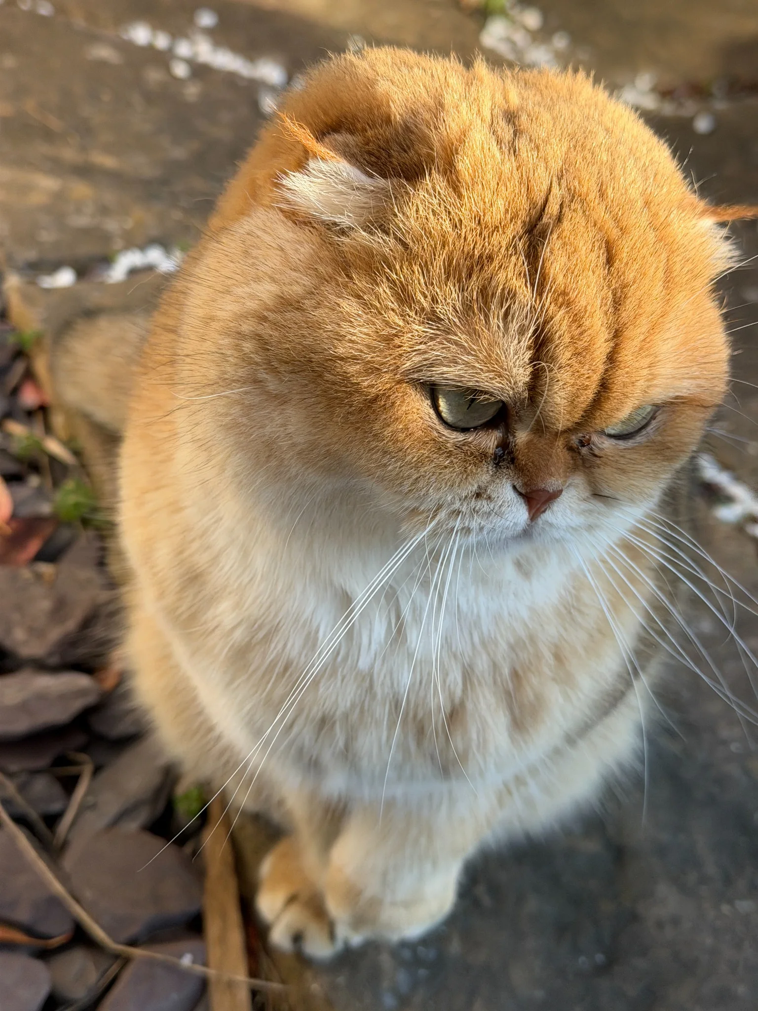 A real Sun Dandelion cat portrait in natural light