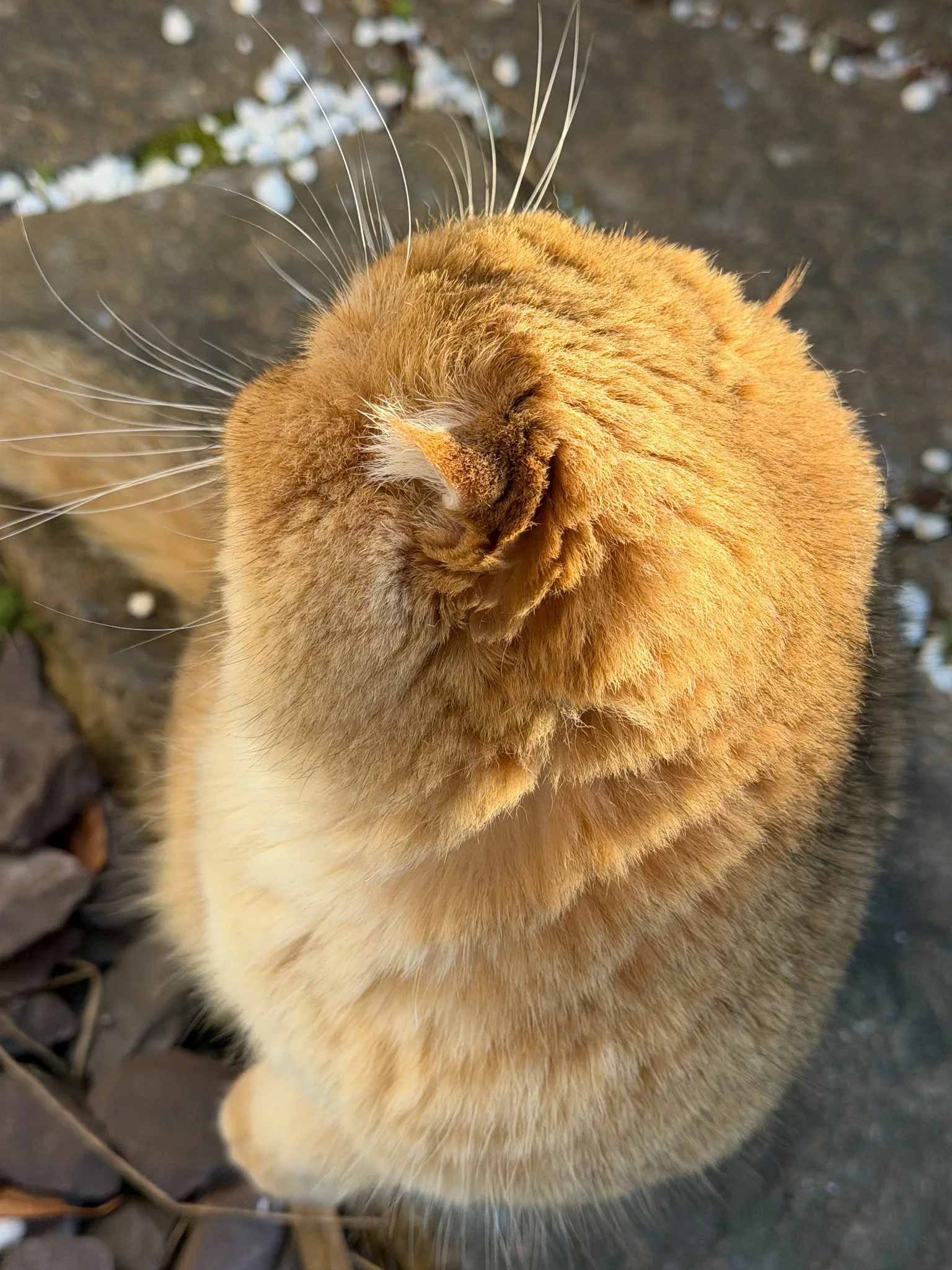 A real Scottish cat grooming outdoors