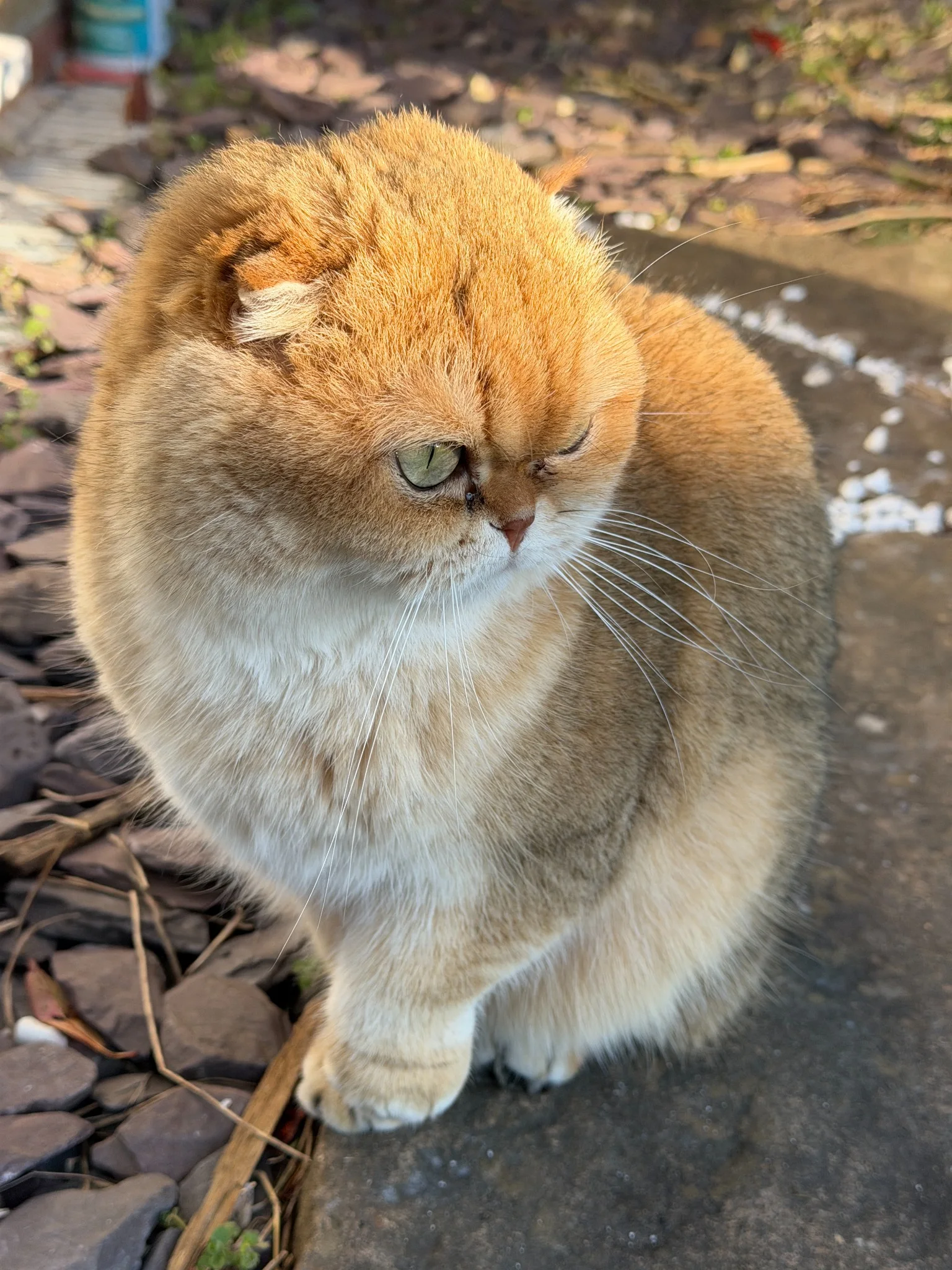 A real Sun Dandelion cat at home outdoors