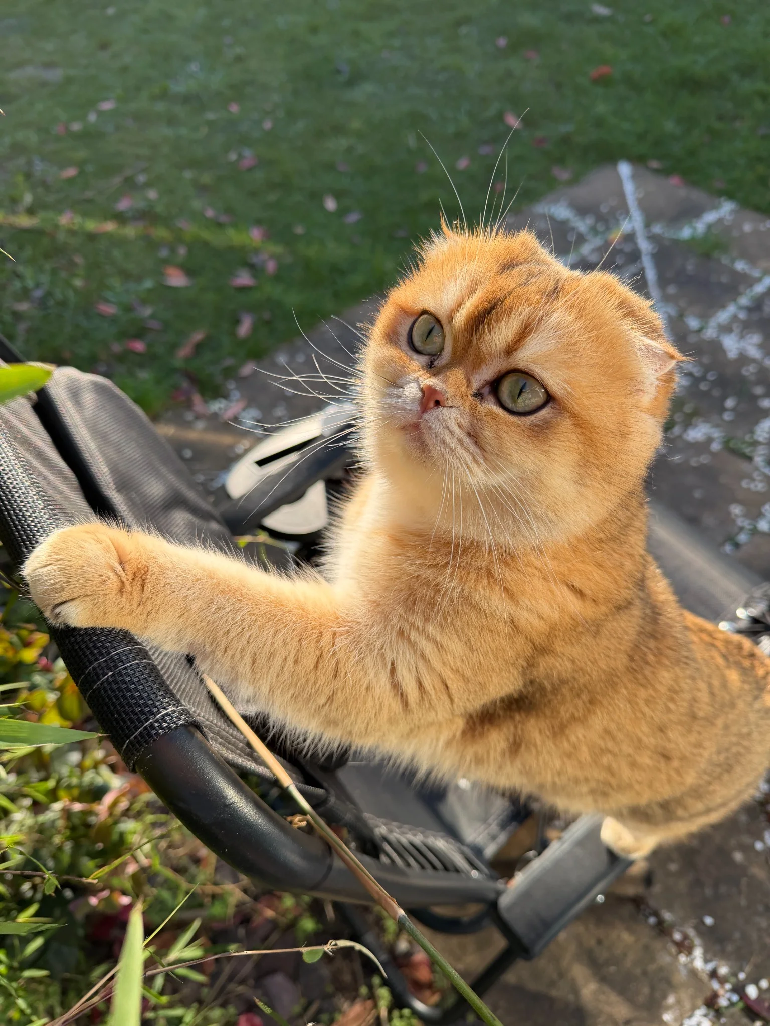 A real Sun Dandelion golden Scottish cat outdoors