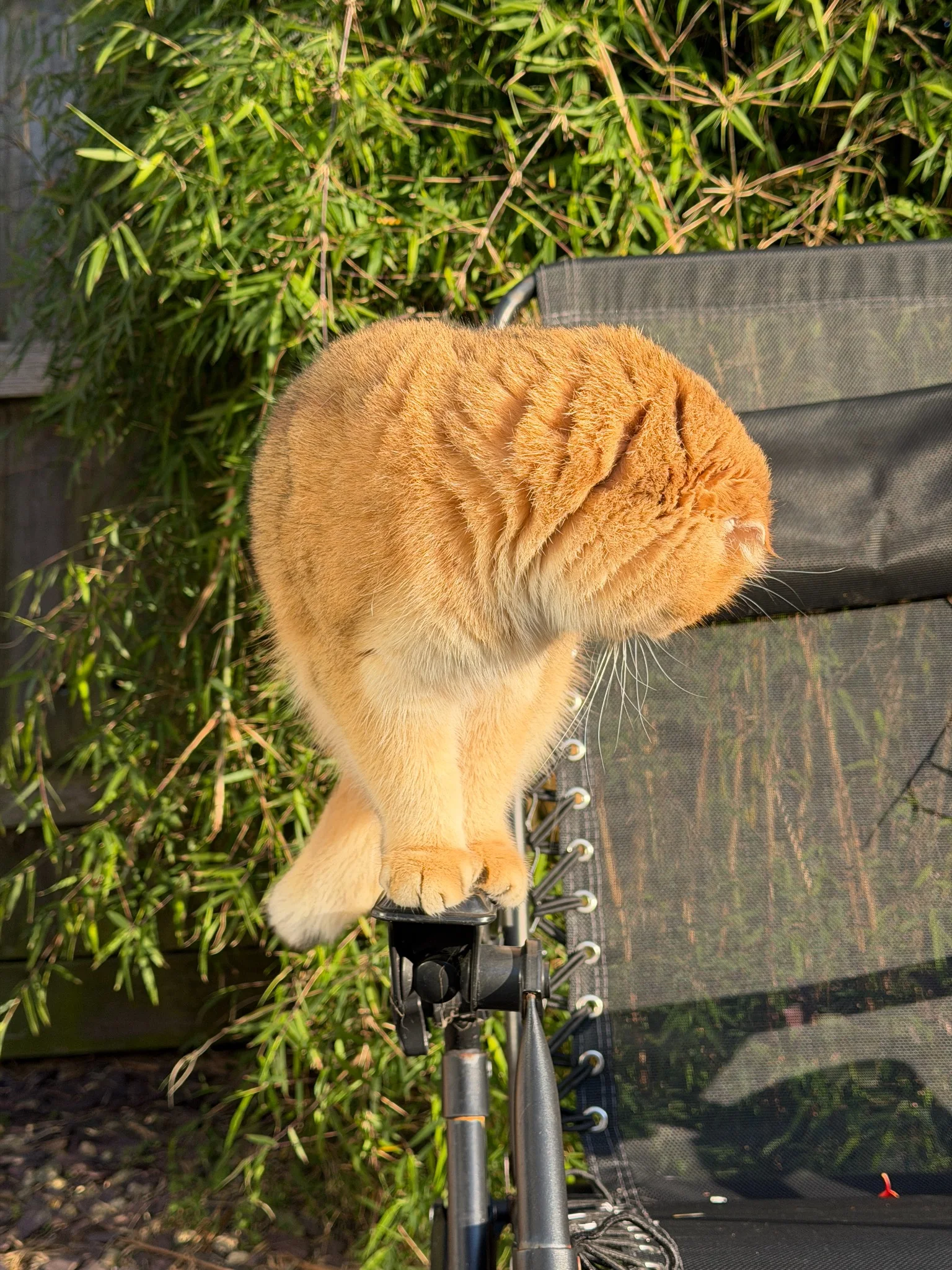 A real golden Scottish Fold cat looking up outdoors