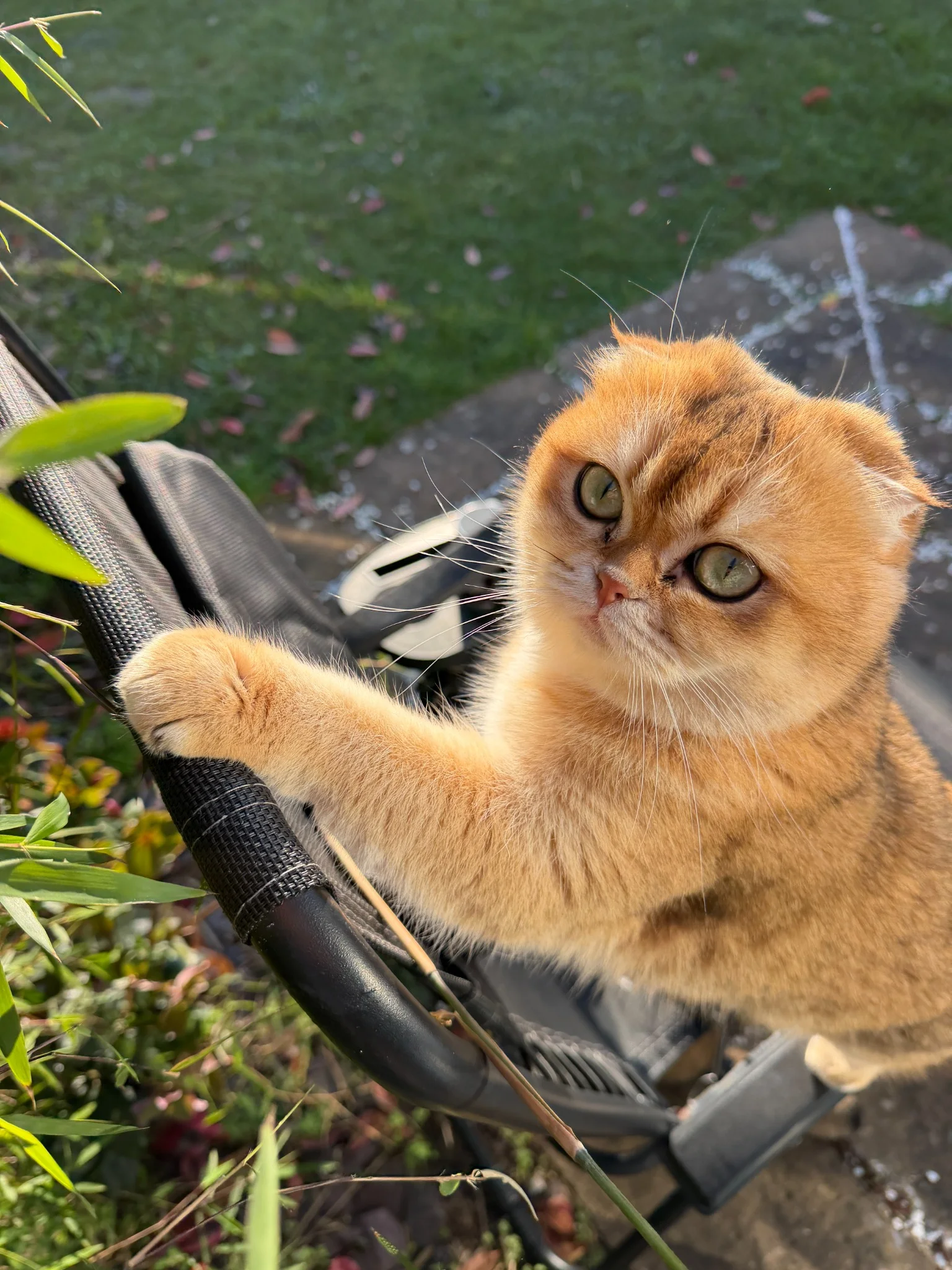 A real golden Scottish cat outdoors