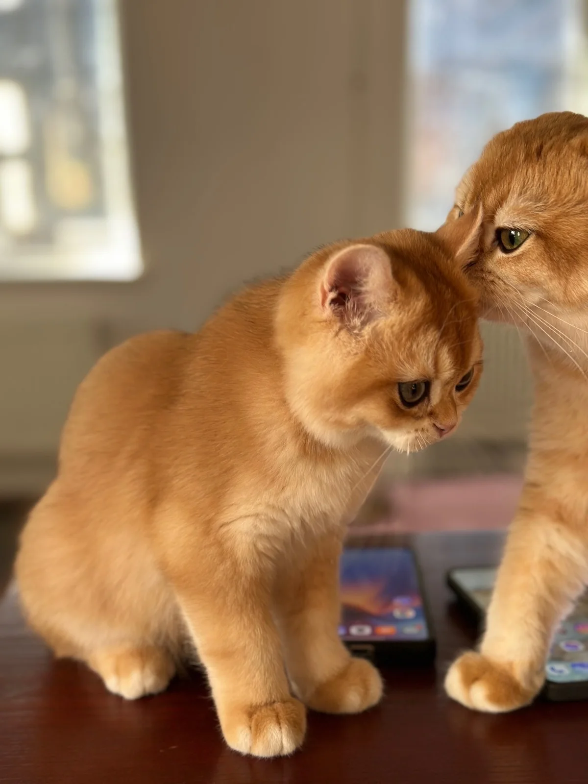 Real home-life portrait of Sun Dandelion cats