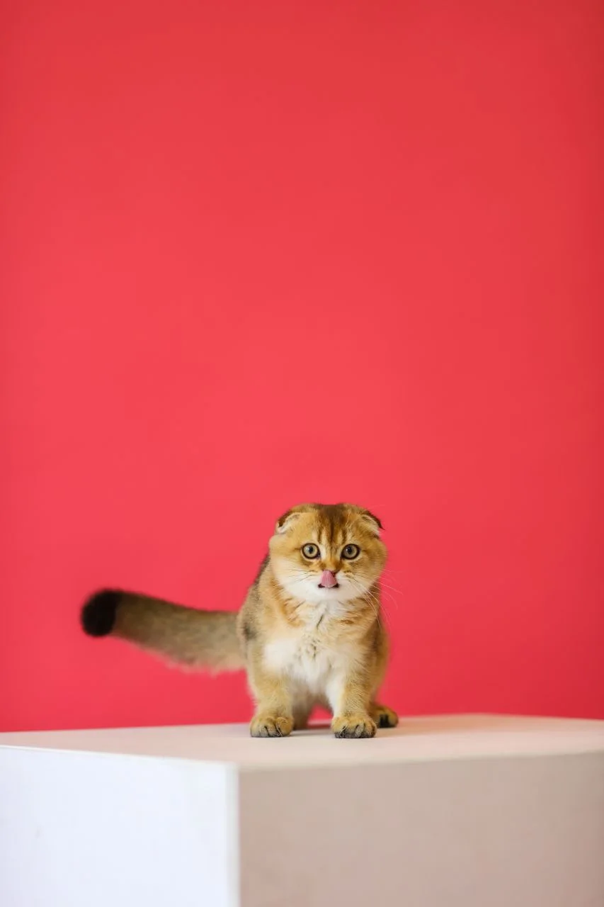 Red studio — real Sun Dandelion cat