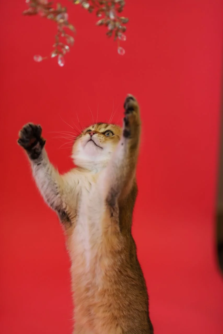 Real professional red-studio portrait of a Sun Dandelion cat