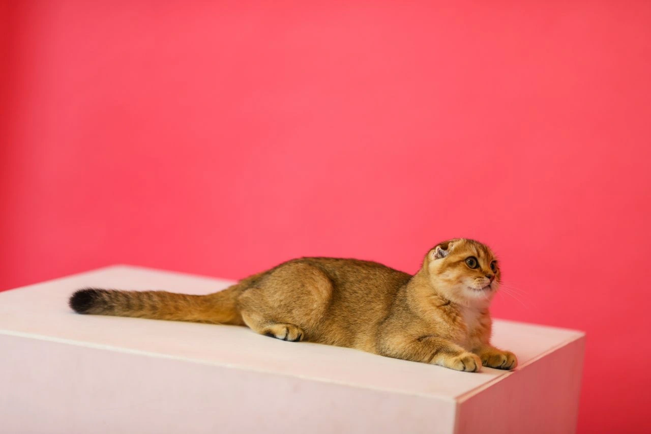Our real golden Scottish cat resting comfortably in a studio photograph